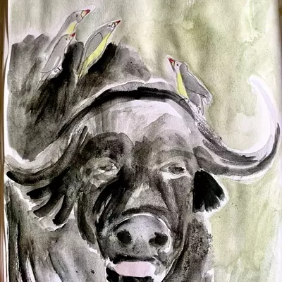 A watercolour illustration of a bison looking sleepy. On his back are 4 yellow birds with red beaks, who like to perch on his back, and eat any fleas and ticks they find. 